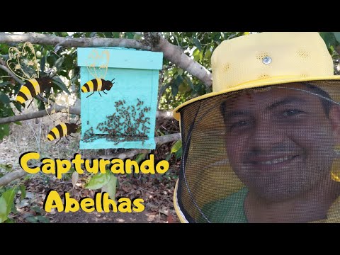 Vídeo: Como Pegar Um Enxame De Abelhas