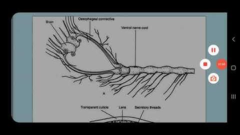 B.Sc Part II Structure and Function of Invertebrate types 16/8/2021