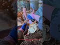 How Deer Antler Velvet Is Harvested Ethically!