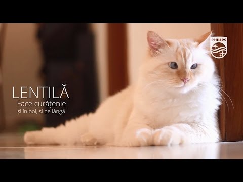Lentilă motanul face curățenie cu aspiratorul PowerPro Aqua 3 în 1