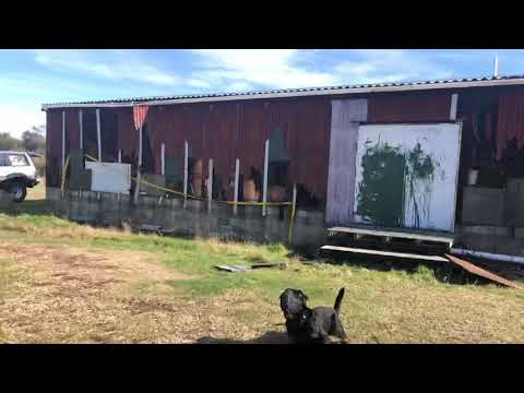 Von Zennith T.Rex - Muzzle Exercise