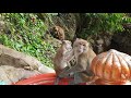 [복길엄마] 말레이시아 바투사원 / 원숭이 짝짓기 / Batu Caves / Sri Shakti Temple