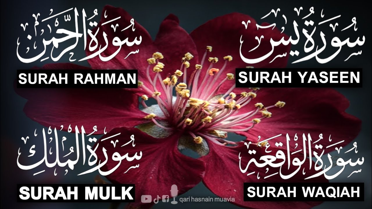 Surah Yasin ❤️ (Makki), Rahman, Waqiah & Mulk | Ep 382 | Daily Quran Recitation & Blessings