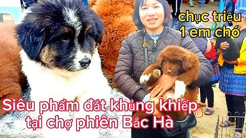 CHỢ PHIÊN BẮC HÀ NƠI BÁN CHÓ ĐẸP VÀ KHÔN NHẤT VIỆT NAM I Cuộc sống con người vùng cao.