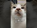元気にお返事するぽんさん #cat #猫 #shorts