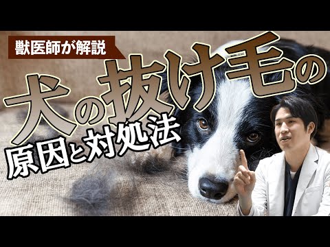 犬の毛が急に抜け出す？！考えられる原因とは？【獣医師が詳しく解説】