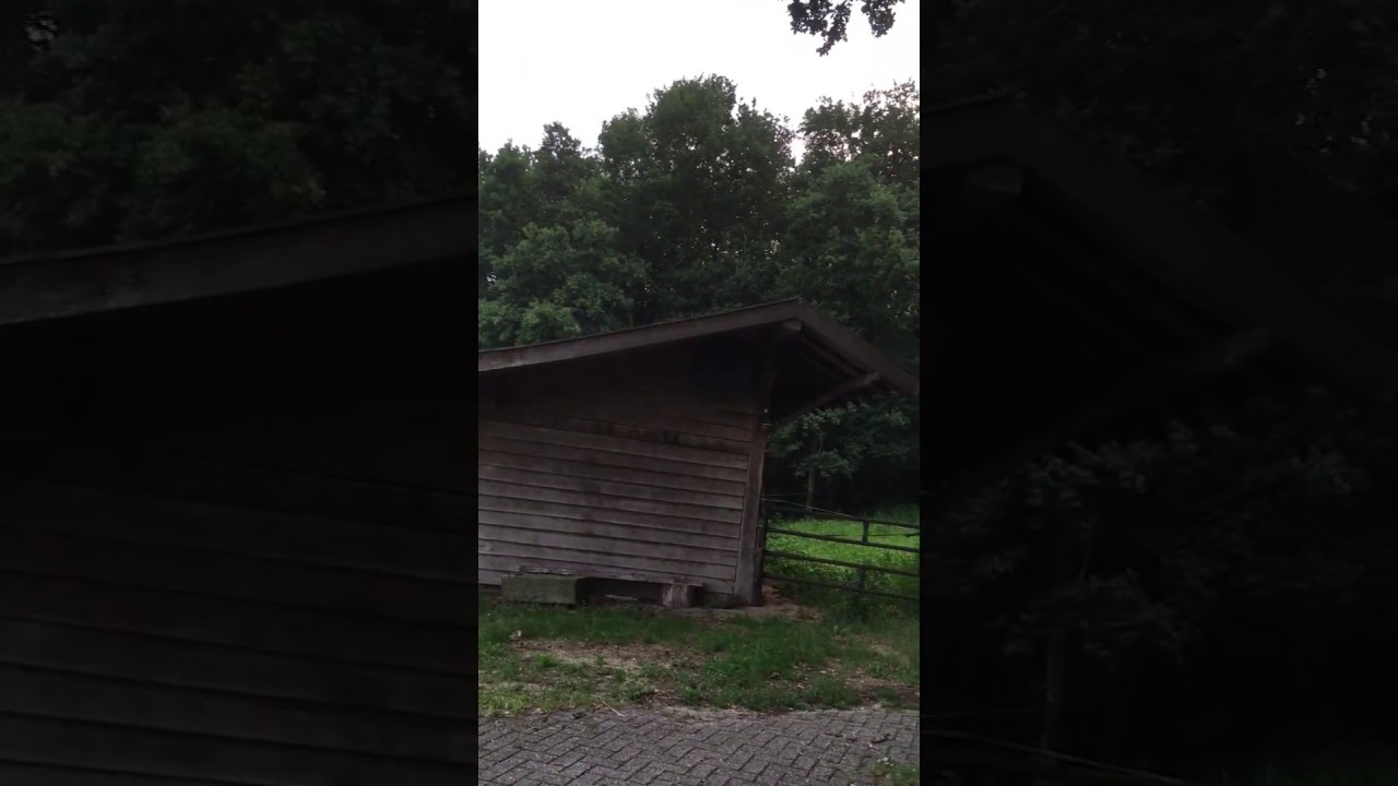 Vroege Vogels - Havik pakt jonge kerkuil