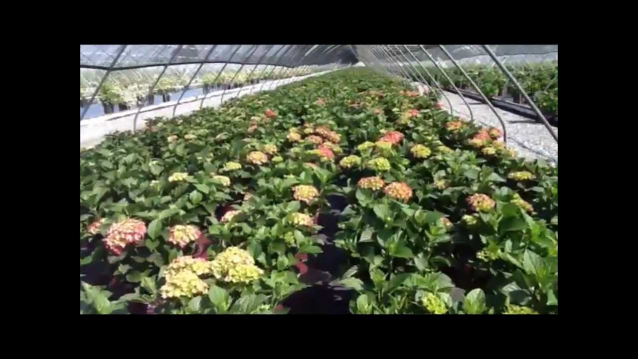 Take a peek👀 at some of the FABULOUS Hydrangeas💜🧡to look for at your favorite garden center!