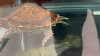 Petco Turtles!