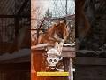 Passo Bem SOLTO # animals owl and fox #shortvideo #explore #ytshorts @mrbeast 😍😍
