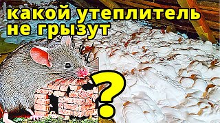 видео: Какой утеплитель не грызут мыши ? картинка: Какой утеплитель не грызут мыши ?