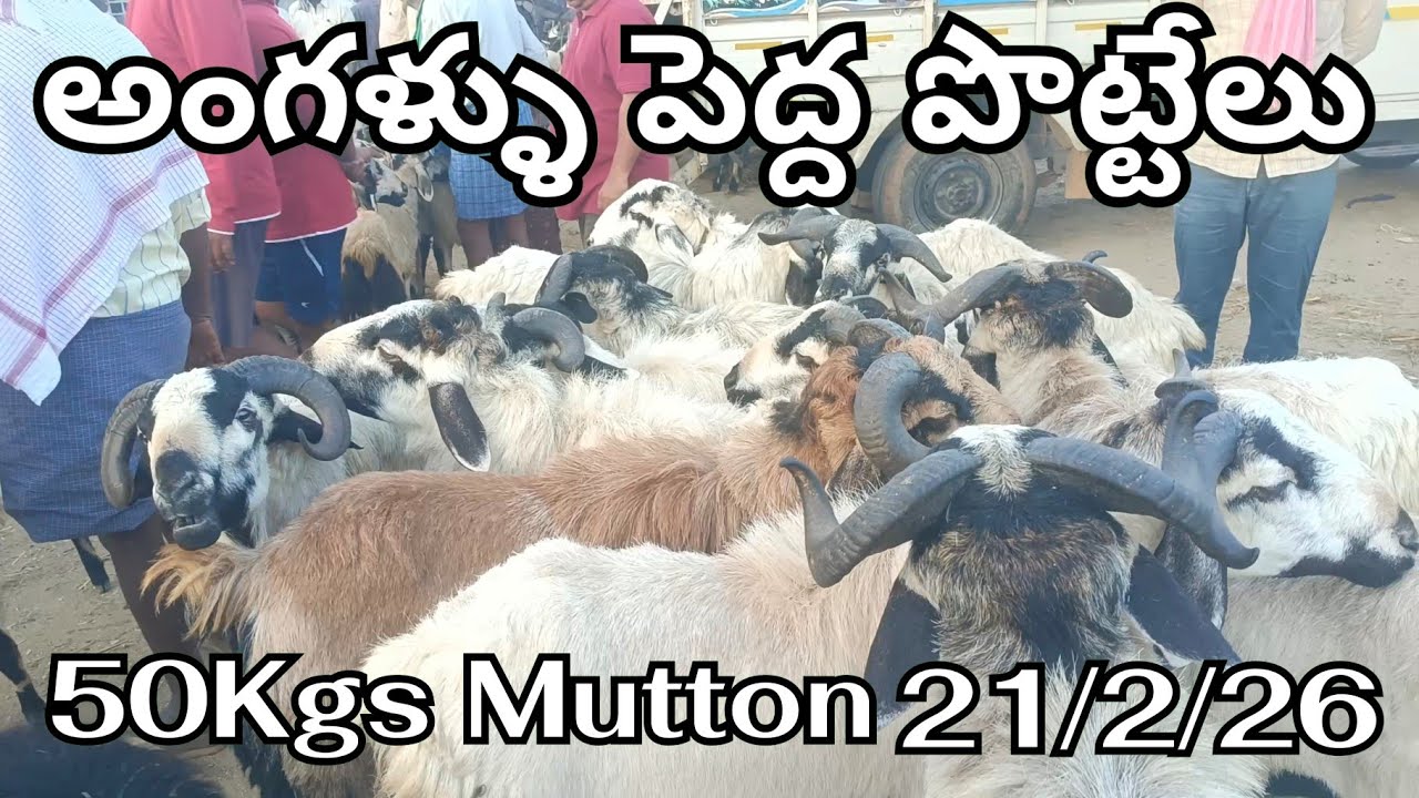 Big Size 🐏 🐏 In Angallu Market - YouTube