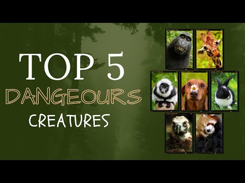 Top 5 Most