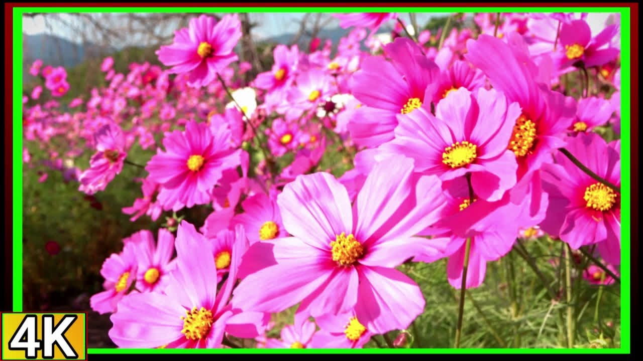 ○4k 2023年10月 コスモス畑 【鳴門ウチノ海総合公園】 - YouTube