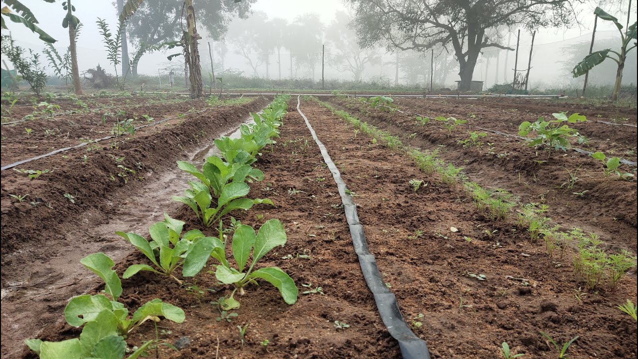 நம்து தோட்டத்தில் பலபயிர் காய்கறி சாகுபடி ஓர் புதிய முயற்சி
