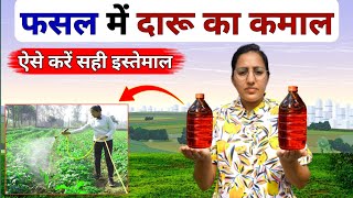 फसल में देसी दारू का सही इस्तेमाल फिर देखो कमाल | fhasal me daru ka spray | Desi Daru Spray | kisan