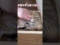 保護したばかりで気を許し過ぎた子猫がこちら#shorts #cute #kitten