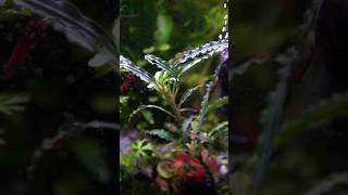 Download Lagu Propagating Buce Crocodile 🐊 #aquarium #aquascape #plantedtank #bucephalandra MP3
