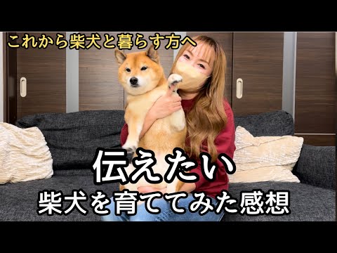 しばけん hqdefault.jpg