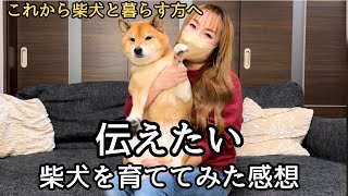 これまで約10年共に暮らした、柴犬を初めて育てた感想