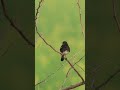 Pied Bush Chat #birdslover #birds #ytshorts #shortsyoutube #shorts #youtubeshorts #relax
