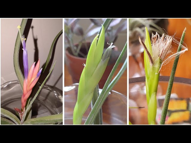 Update on the Tillandsia Air plant I pollinated last yearThe seed pod is  full and ready to harvest!