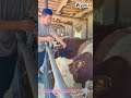 Amazing Skill! Giving IV to a Cow Free-Standing 🐂💉