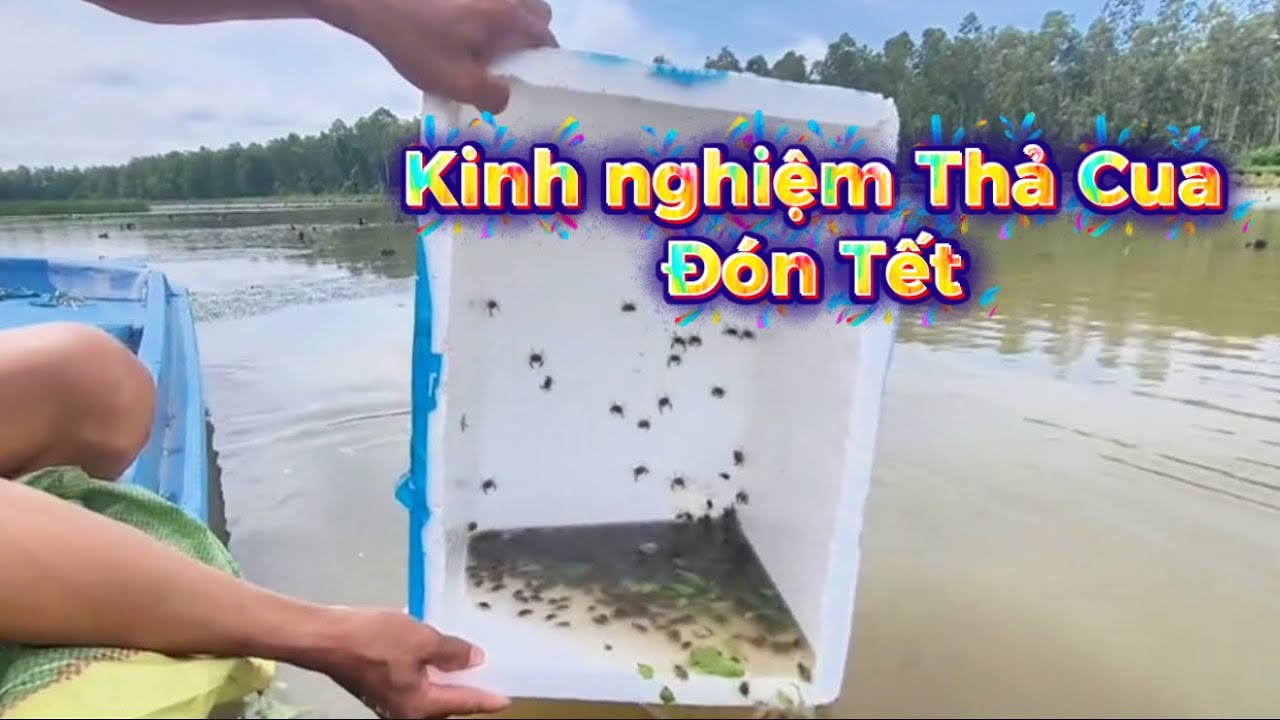 Hướng dẫn và hỗ trợ cách Thả cua đạt, gây mồi cho cua ăn, giúp lớn nhanh và phòng bệnh chết rãi rác