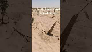 ارض زراعية في الفرافرة