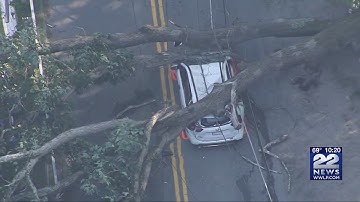 Is your tree at risk of falling? Here’s how to know