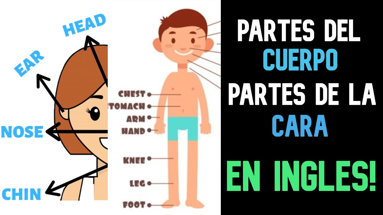 ¡Partes del cuerpo y de la cara en INGLÉS! Grupo 6. YouTube