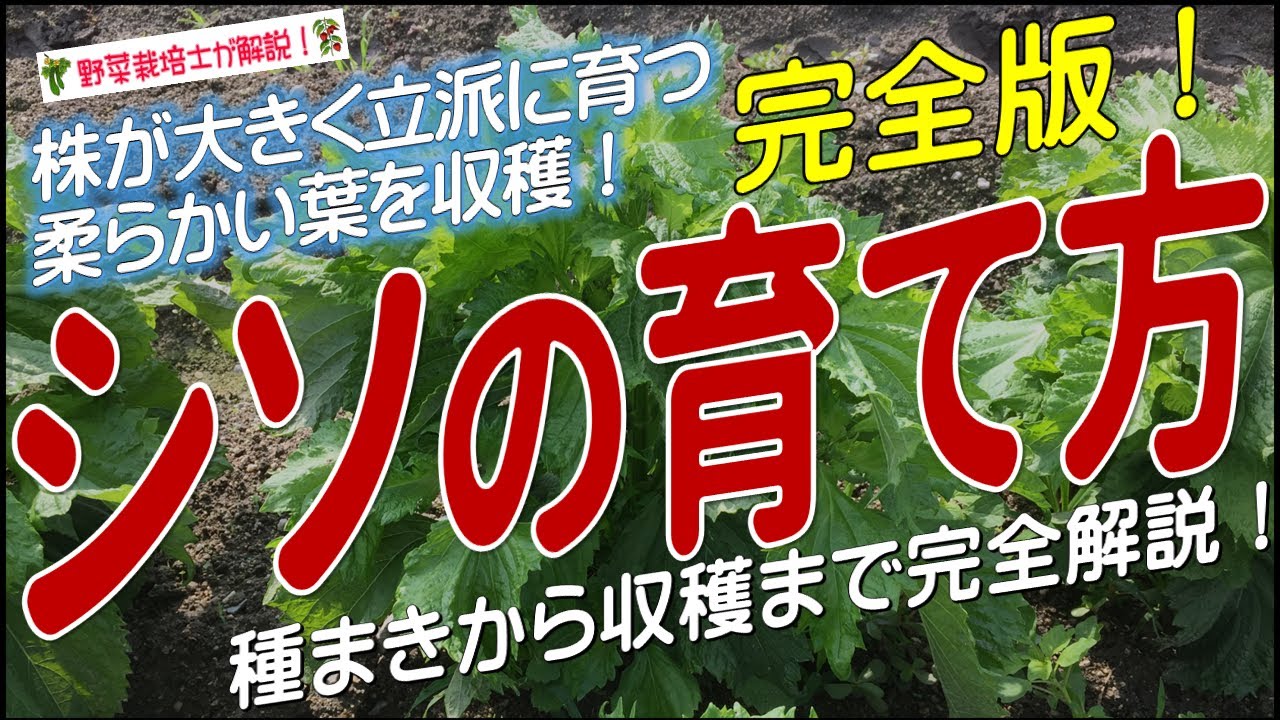 シソの上手な育て方（種まきから収穫まで完全解説）大葉栽培のコツとポイントが分かる！