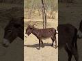 #donkey #trending #youtubeshorts