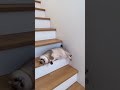 猫が階段を転がり落ちてくるニャー🐈