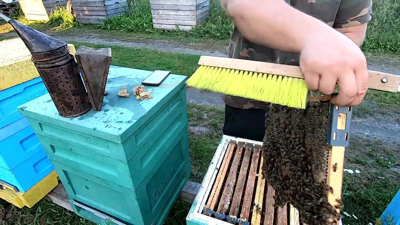 JADĘ NA WRZOS #pszczoły