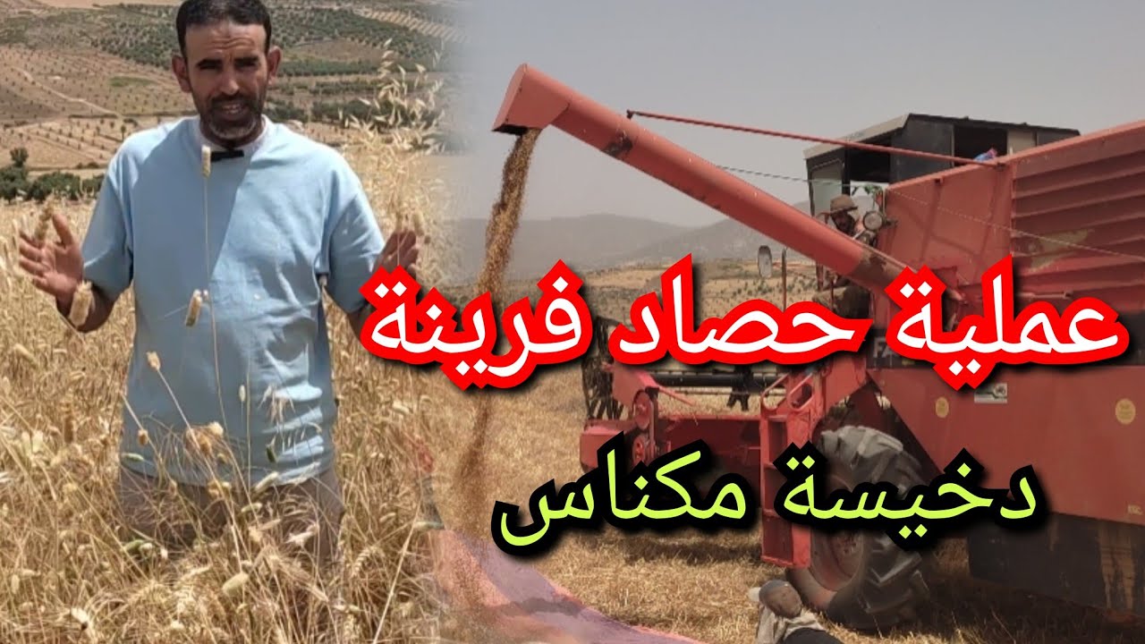 انطلاق عملية الحصاد بمنطقة دخيسة نواحي مدينة مكناس حصاد (فرينة)