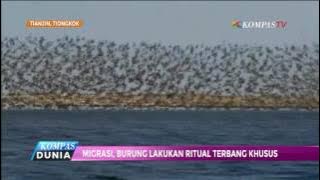 Seolah Menari, Burung-Burung Ini Ternyata Bermigrasi