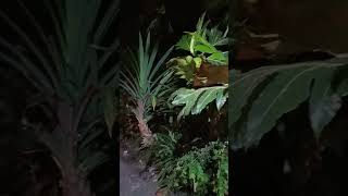 Misteri Pohon Sukun Yang Menyeramkan #horrorstories #ceritaangker #ceritahorrorstory