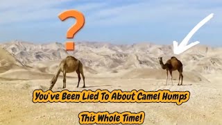 The Science Behind Camel Humps (and Why You're Wrong About Them)