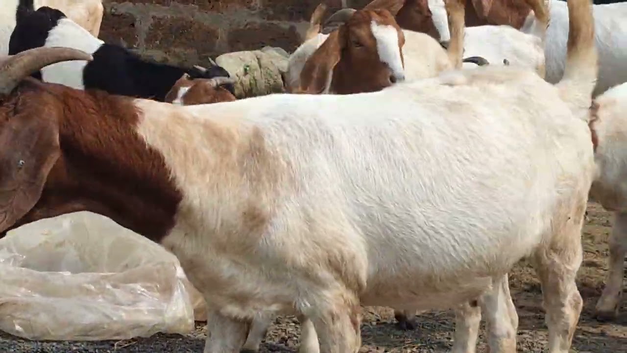Boer goat  In Odisha . Odishas largest Boer Goat farm 