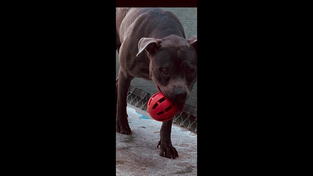 Pit Bully breed XL  destroys “ Indestructible” ball. 