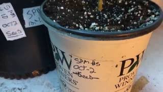 Space Monkey Grow Log - Entry 4