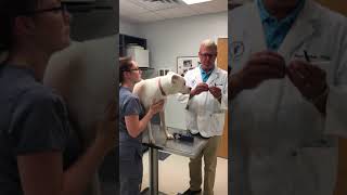 Sileo video
