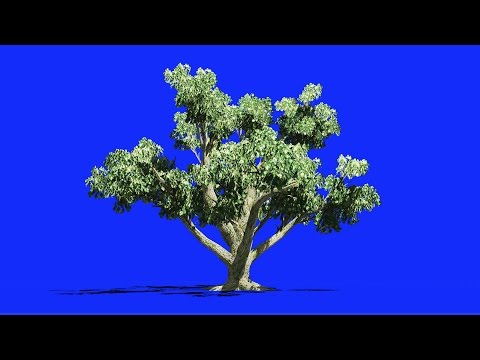 Tree in Blue Screen - Chroma key