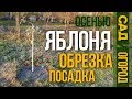 Посадка яблони осенью | Как обрезать яблоню при посадке