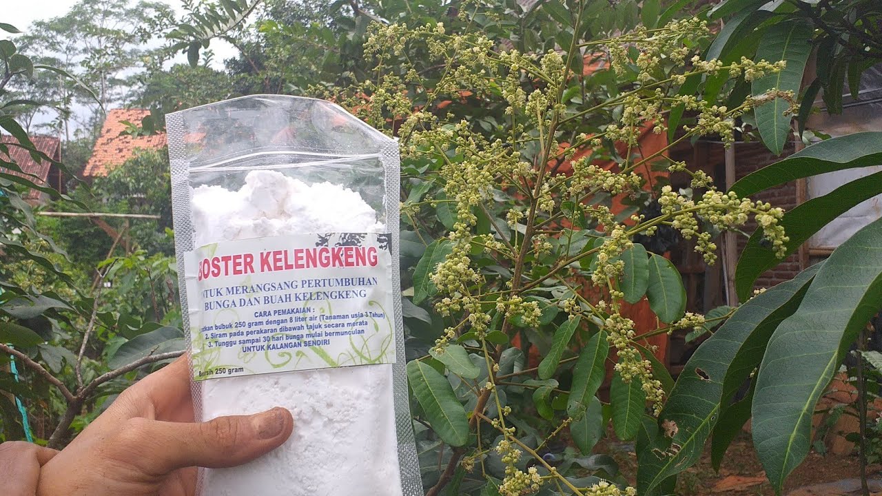 Cara baru untuk membuahkan kelengkeng yg benar part 1