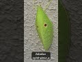 Meet Zabalius ophthalmicus | Amazing Insect Facts