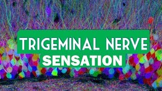 Trigeminal nerve sensation