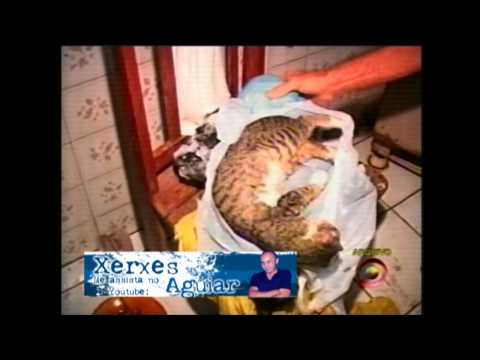 Video: Congelación En Gatos