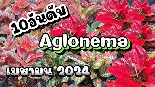 10อันดับ Aglonema อโกลนีมา ขายดีเดือนเมษายน (พร้อมราคา) 081-0716584